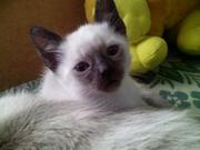 Тайские котята Тайские котята