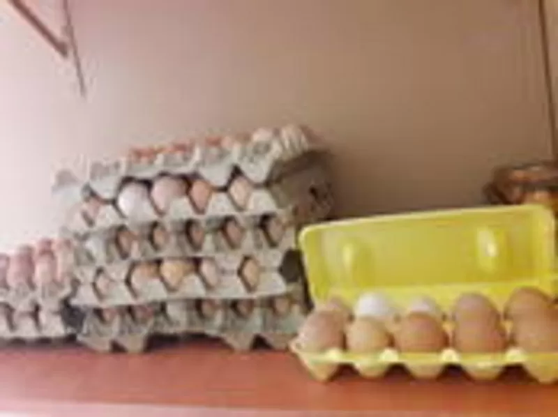 домашние яйца